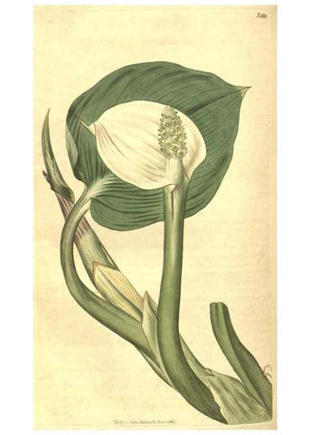 Reproducción/Reproduction 34378568073: Curtis's botanical magazine.. London ; New York [etc.] :Academic Press [etc.]