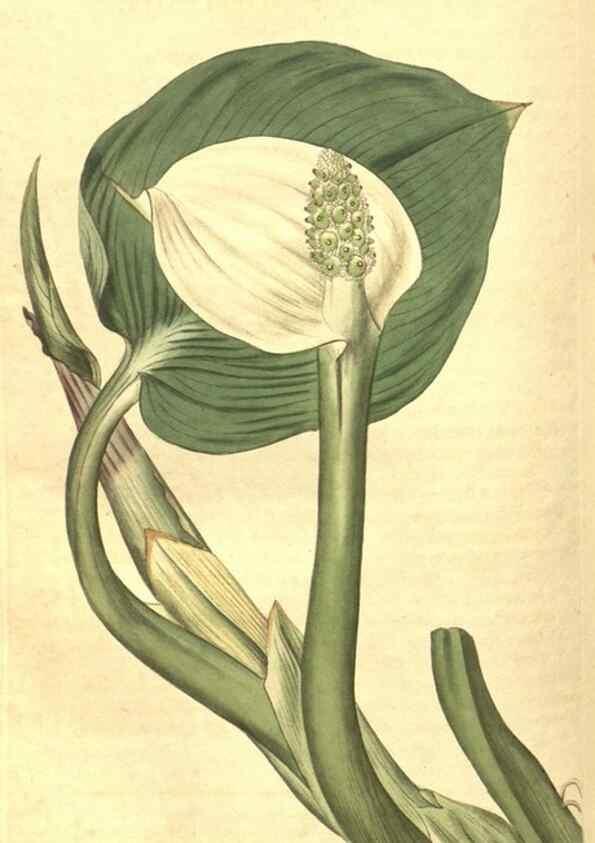 Reproducción/Reproduction 34378568073: Curtis's botanical magazine.. London ; New York [etc.] :Academic Press [etc.]