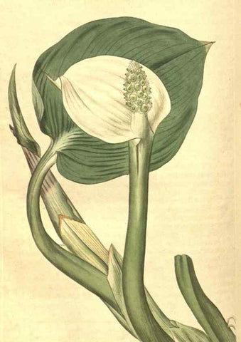 Reproducción/Reproduction 34378568073: Curtis's botanical magazine.. London ; New York [etc.] :Academic Press [etc.]