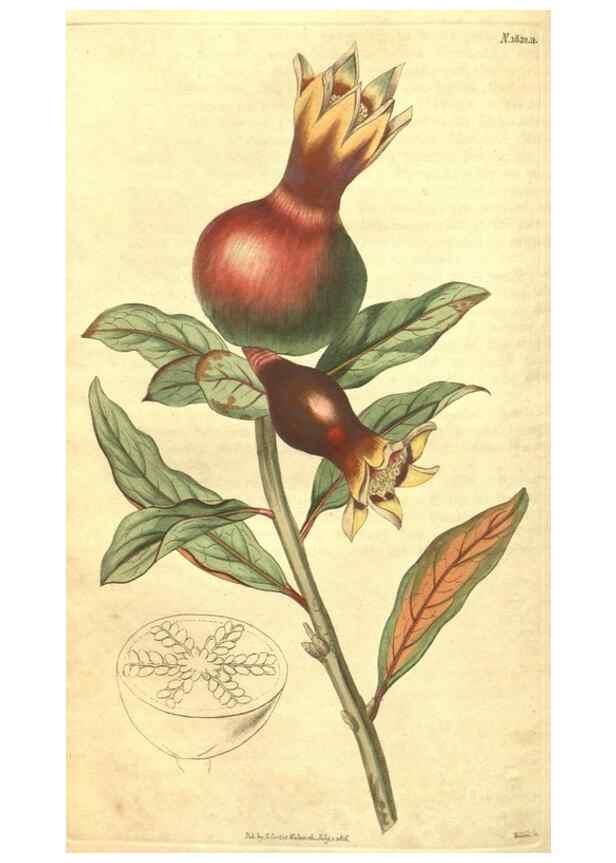 Reproducción/Reproduction 34378570143: Curtis's botanical magazine.. London ; New York [etc.] :Academic Press [etc.]