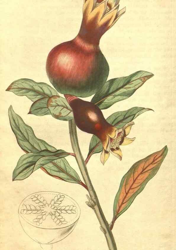 Reproducción/Reproduction 34378570143: Curtis's botanical magazine.. London ; New York [etc.] :Academic Press [etc.]