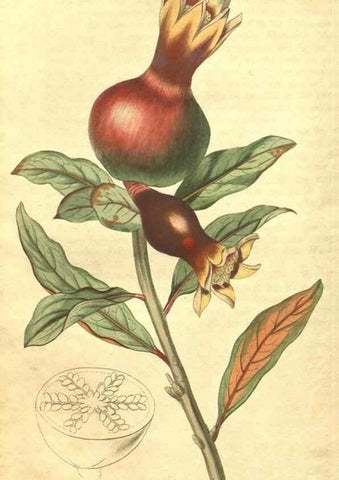 Reproducción/Reproduction 34378570143: Curtis's botanical magazine.. London ; New York [etc.] :Academic Press [etc.]