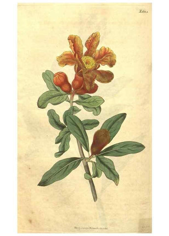 Reproducción/Reproduction 34378572143: Curtis's botanical magazine.. London ; New York [etc.] :Academic Press [etc.]