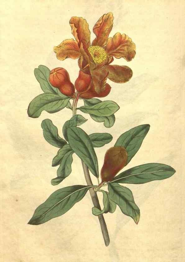 Reproducción/Reproduction 34378572143: Curtis's botanical magazine.. London ; New York [etc.] :Academic Press [etc.]