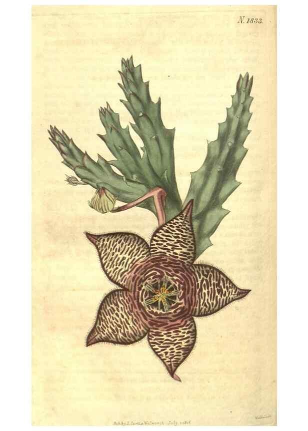 Reproducción/Reproduction 34378573893: Curtis's botanical magazine.. London ; New York [etc.] :Academic Press [etc.]