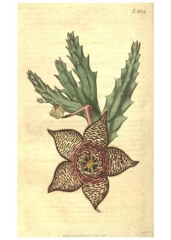 Reproducción/Reproduction 34378573893: Curtis's botanical magazine.. London ; New York [etc.] :Academic Press [etc.]