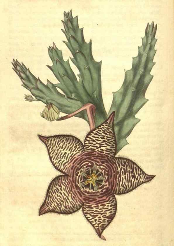 Reproducción/Reproduction 34378573893: Curtis's botanical magazine.. London ; New York [etc.] :Academic Press [etc.]