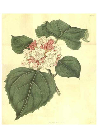 Reproducción/Reproduction 34378575393: Curtis's botanical magazine.. London ; New York [etc.] :Academic Press [etc.]