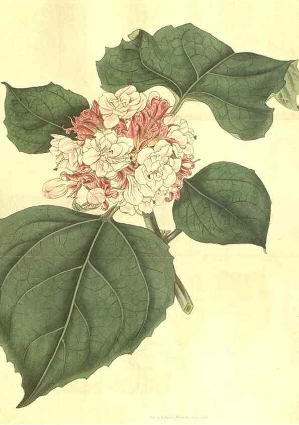 Reproducción/Reproduction 34378575393: Curtis's botanical magazine.. London ; New York [etc.] :Academic Press [etc.]