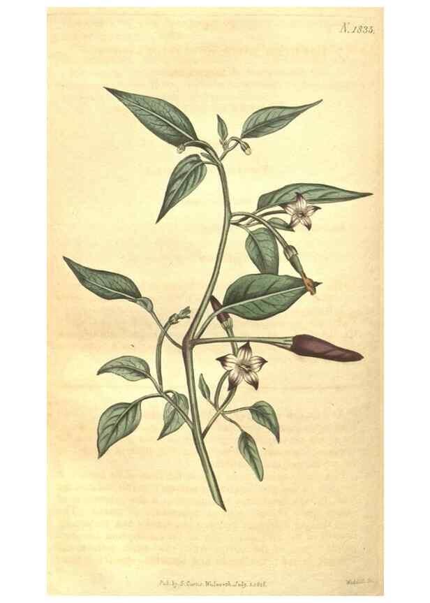 Reproducción/Reproduction 34378577293: Curtis's botanical magazine.. London ; New York [etc.] :Academic Press [etc.]