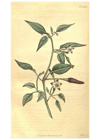 Reproducción/Reproduction 34378577293: Curtis's botanical magazine.. London ; New York [etc.] :Academic Press [etc.]