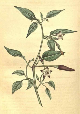 Reproducción/Reproduction 34378577293: Curtis's botanical magazine.. London ; New York [etc.] :Academic Press [etc.]