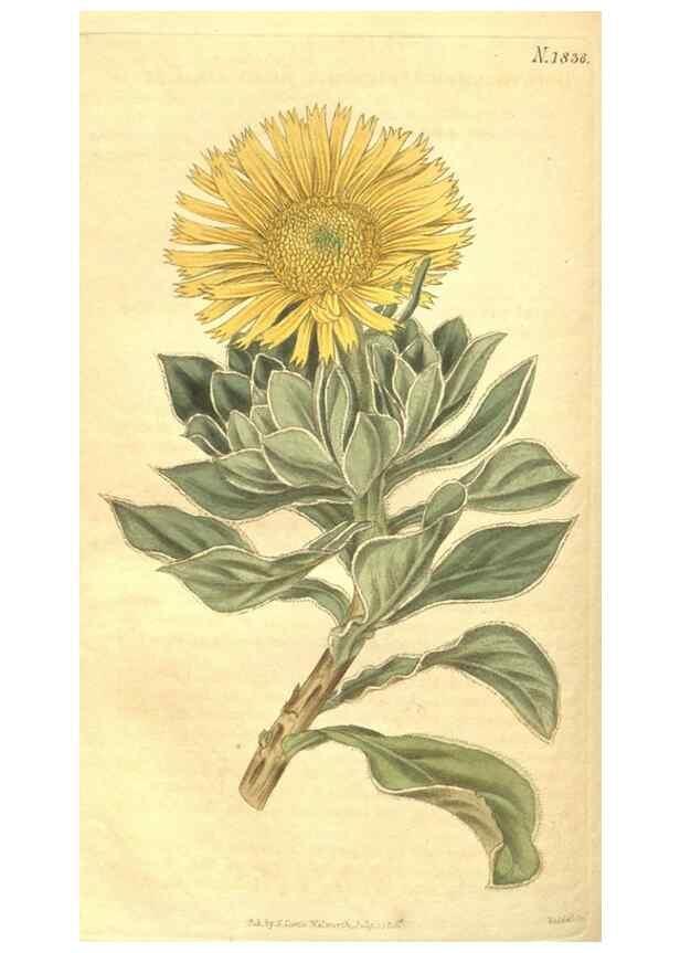 Reproducción/Reproduction 34378579813: Curtis's botanical magazine.. London ; New York [etc.] :Academic Press [etc.]