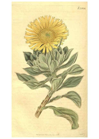 Reproducción/Reproduction 34378579813: Curtis's botanical magazine.. London ; New York [etc.] :Academic Press [etc.]