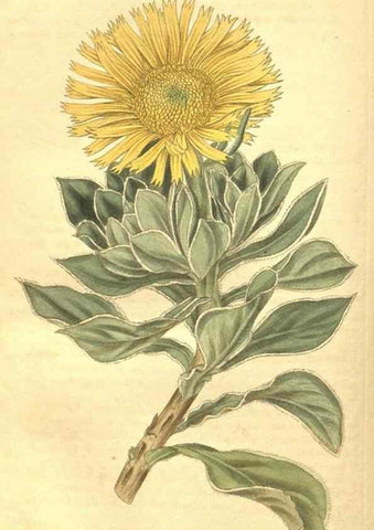 Reproducción/Reproduction 34378579813: Curtis's botanical magazine.. London ; New York [etc.] :Academic Press [etc.]