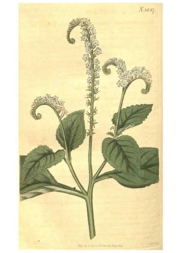 Reproducción/Reproduction 34378581423: Curtis's botanical magazine.. London ; New York [etc.] :Academic Press [etc.]