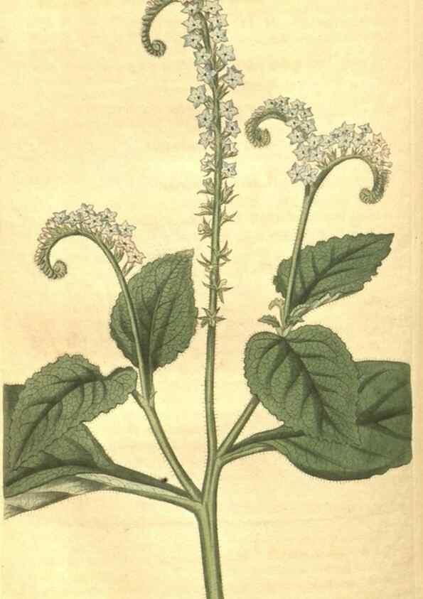 Reproducción/Reproduction 34378581423: Curtis's botanical magazine.. London ; New York [etc.] :Academic Press [etc.]