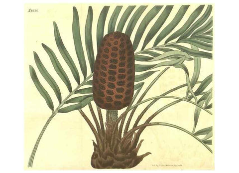 Reproducción/Reproduction 34378582983: Curtis's botanical magazine.. London ; New York [etc.] :Academic Press [etc.]