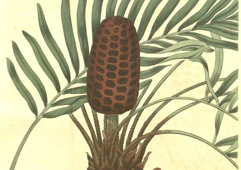Reproducción/Reproduction 34378582983: Curtis's botanical magazine.. London ; New York [etc.] :Academic Press [etc.]