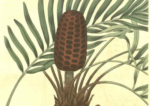 Reproducción/Reproduction 34378582983: Curtis's botanical magazine.. London ; New York [etc.] :Academic Press [etc.]