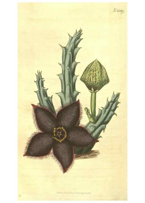 Reproducción/Reproduction 35022871752: Curtis's botanical magazine.. London ; New York [etc.] :Academic Press [etc.]