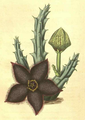 Reproducción/Reproduction 35022871752: Curtis's botanical magazine.. London ; New York [etc.] :Academic Press [etc.]