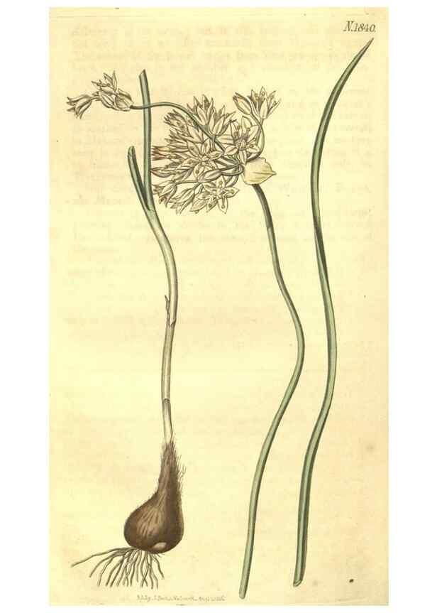 Reproducción/Reproduction 35022873892: Curtis's botanical magazine.. London ; New York [etc.] :Academic Press [etc.]
