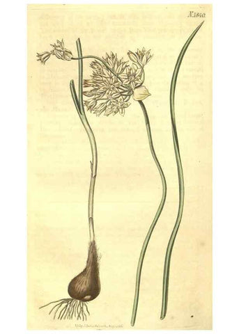 Reproducción/Reproduction 35022873892: Curtis's botanical magazine.. London ; New York [etc.] :Academic Press [etc.]