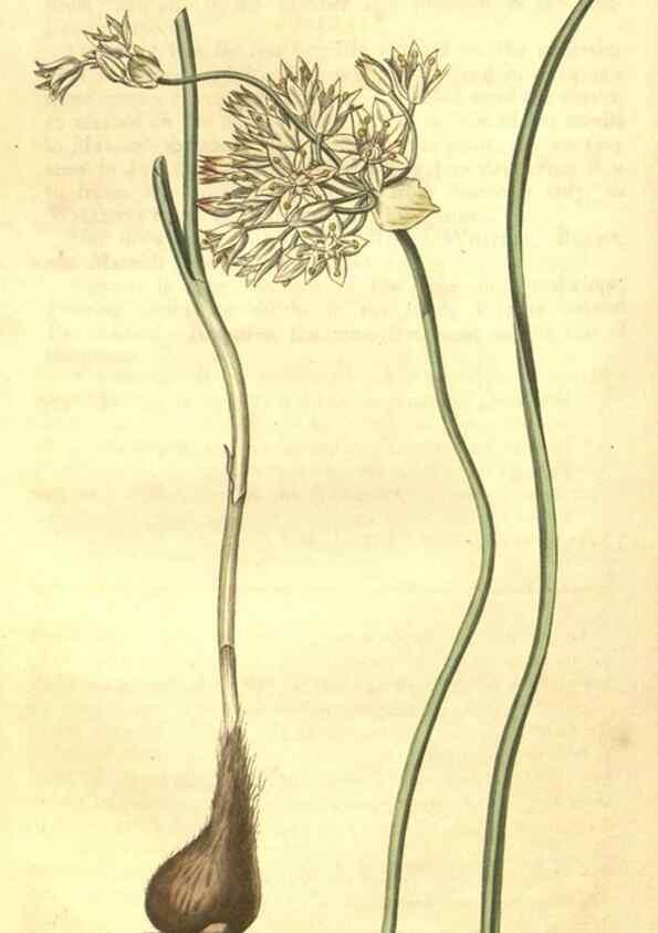 Reproducción/Reproduction 35022873892: Curtis's botanical magazine.. London ; New York [etc.] :Academic Press [etc.]