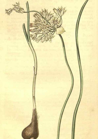 Reproducción/Reproduction 35022873892: Curtis's botanical magazine.. London ; New York [etc.] :Academic Press [etc.]