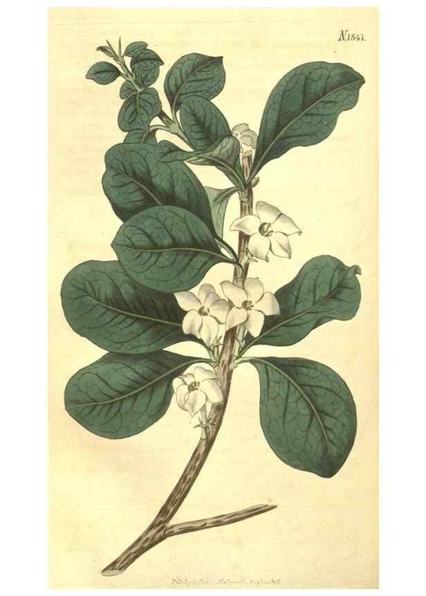 Reproducción/Reproduction 35022876032: Curtis's botanical magazine.. London ; New York [etc.] :Academic Press [etc.]