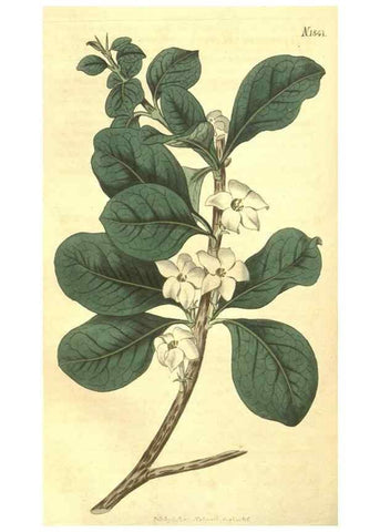 Reproducción/Reproduction 35022876032: Curtis's botanical magazine.. London ; New York [etc.] :Academic Press [etc.]