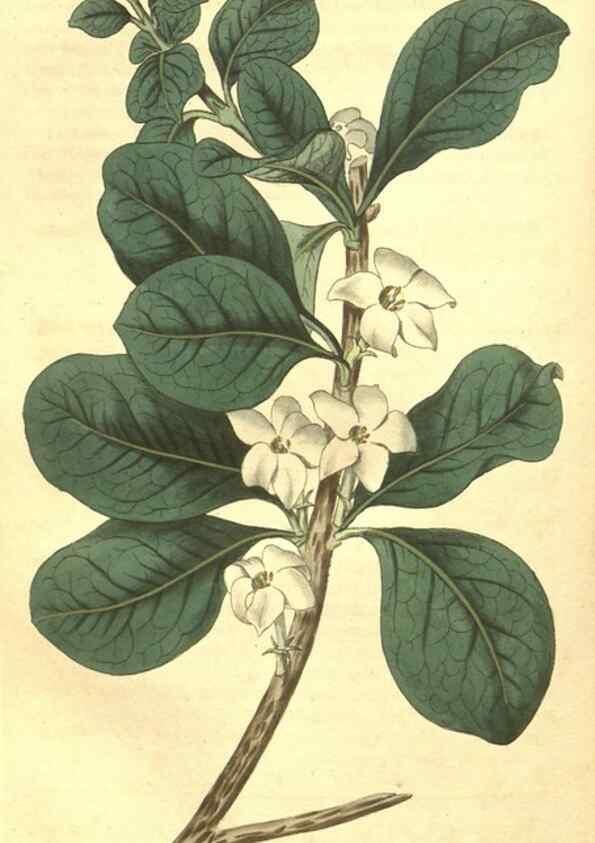 Reproducción/Reproduction 35022876032: Curtis's botanical magazine.. London ; New York [etc.] :Academic Press [etc.]