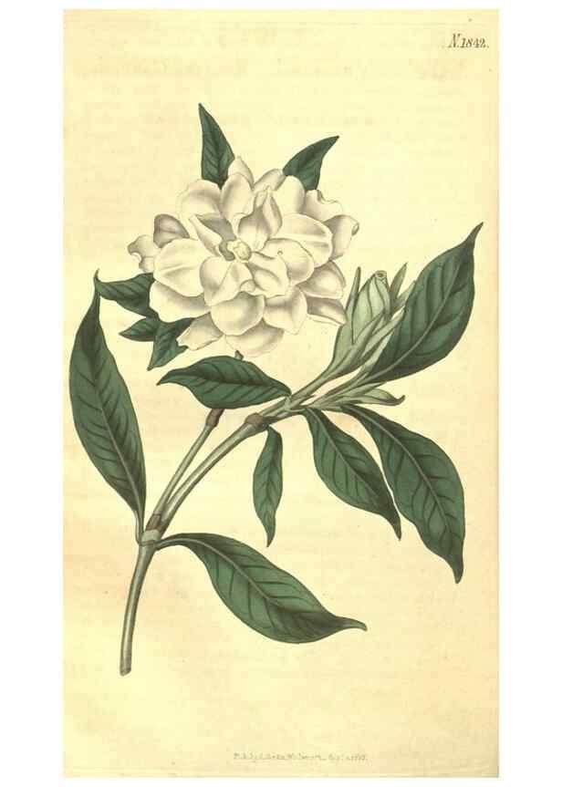 Reproducción/Reproduction 35022878232: Curtis's botanical magazine.. London ; New York [etc.] :Academic Press [etc.]