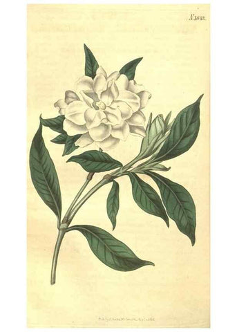 Reproducción/Reproduction 35022878232: Curtis's botanical magazine.. London ; New York [etc.] :Academic Press [etc.]