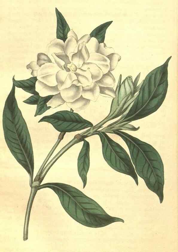 Reproducción/Reproduction 35022878232: Curtis's botanical magazine.. London ; New York [etc.] :Academic Press [etc.]