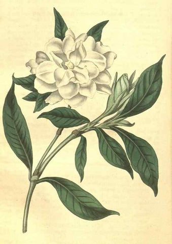 Reproducción/Reproduction 35022878232: Curtis's botanical magazine.. London ; New York [etc.] :Academic Press [etc.]