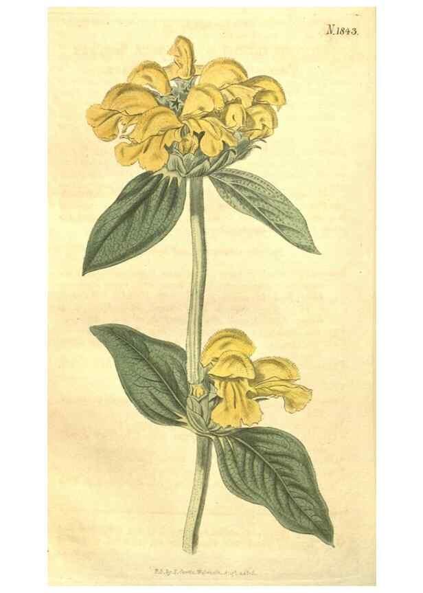 Reproducción/Reproduction 35188068225: Curtis's botanical magazine.. London ; New York [etc.] :Academic Press [etc.]