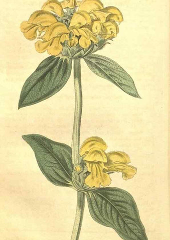 Reproducción/Reproduction 35188068225: Curtis's botanical magazine.. London ; New York [etc.] :Academic Press [etc.]