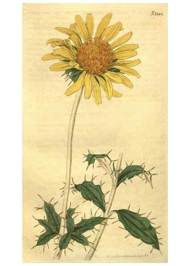 Reproducción/Reproduction 35188069895: Curtis's botanical magazine.. London ; New York [etc.] :Academic Press [etc.]