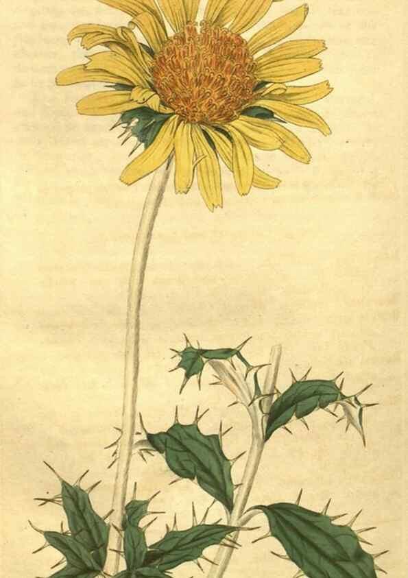 Reproducción/Reproduction 35188069895: Curtis's botanical magazine.. London ; New York [etc.] :Academic Press [etc.]