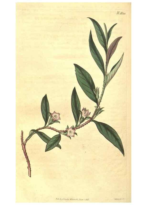 Reproducción/Reproduction 34378566343: Curtis's botanical magazine.. London ; New York [etc.] :Academic Press [etc.]