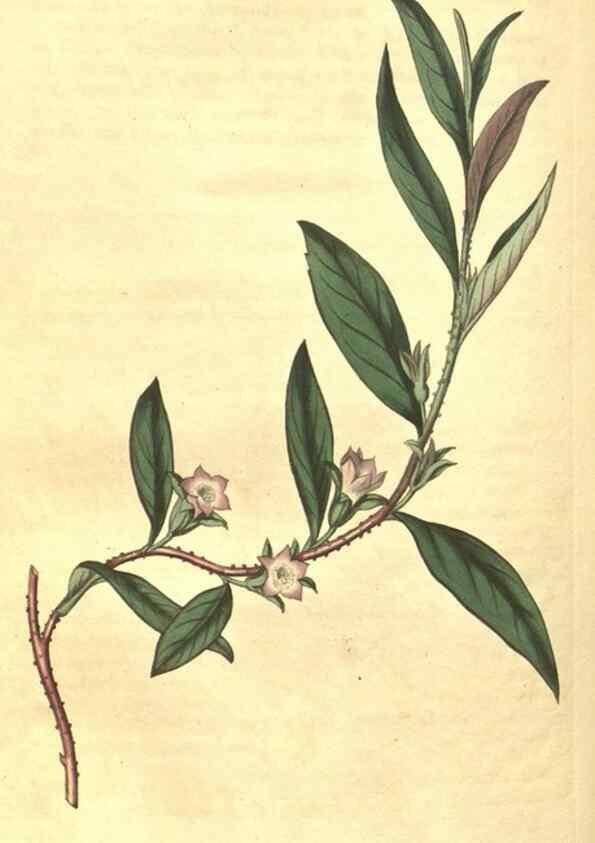 Reproducción/Reproduction 34378566343: Curtis's botanical magazine.. London ; New York [etc.] :Academic Press [etc.]