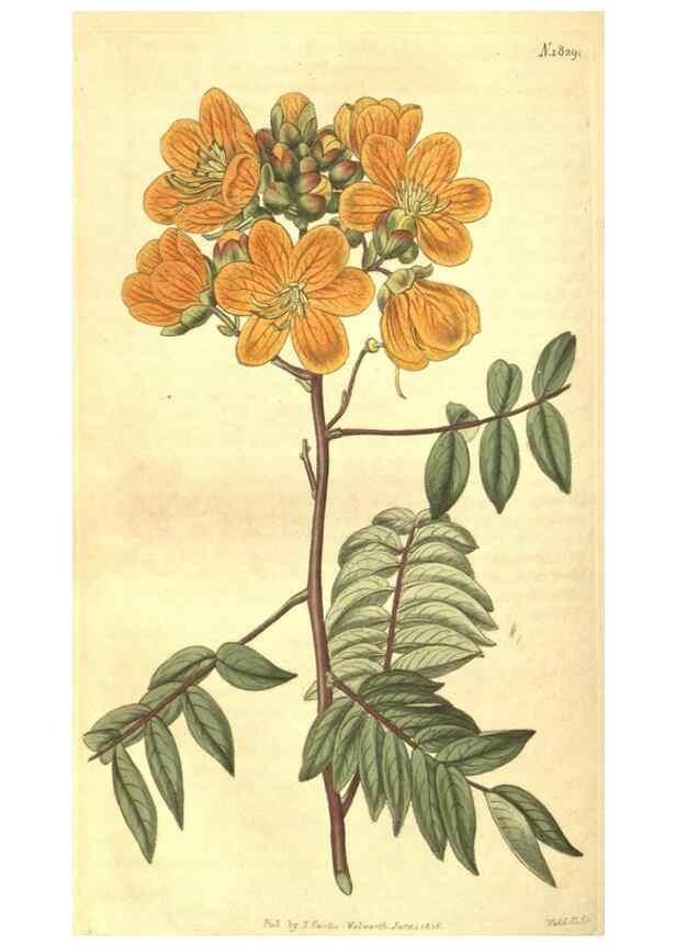 Reproducción/Reproduction 34378564973: Curtis's botanical magazine.. London ; New York [etc.] :Academic Press [etc.]