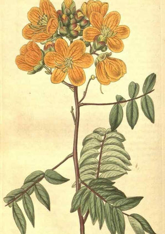Reproducción/Reproduction 34378564973: Curtis's botanical magazine.. London ; New York [etc.] :Academic Press [etc.]
