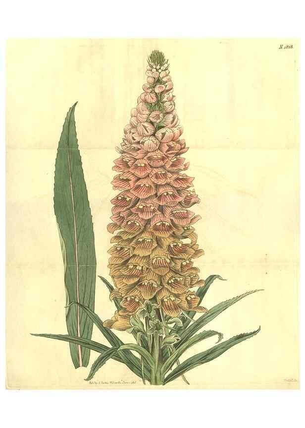 Reproducción/Reproduction 34378563663: Curtis's botanical magazine.. London ; New York [etc.] :Academic Press [etc.]