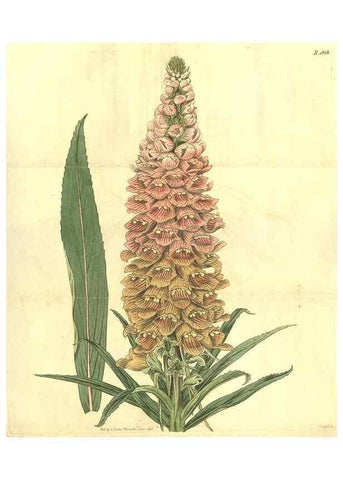 Reproducción/Reproduction 34378563663: Curtis's botanical magazine.. London ; New York [etc.] :Academic Press [etc.]