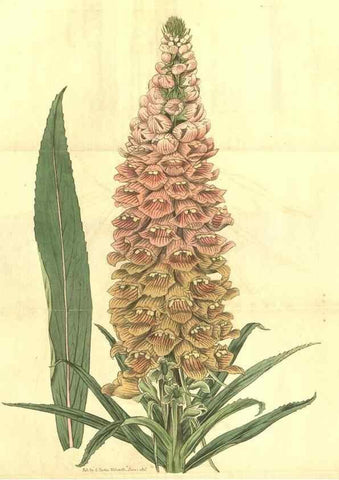 Reproducción/Reproduction 34378563663: Curtis's botanical magazine.. London ; New York [etc.] :Academic Press [etc.]