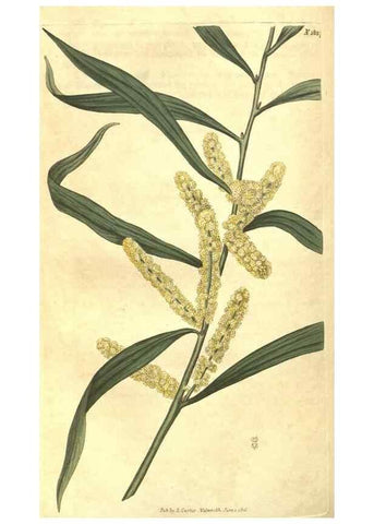 Reproducción/Reproduction 34378561993: Curtis's botanical magazine.. London ; New York [etc.] :Academic Press [etc.]
