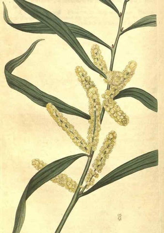 Reproducción/Reproduction 34378561993: Curtis's botanical magazine.. London ; New York [etc.] :Academic Press [etc.]